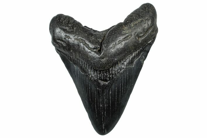 Fossil Megalodon Tooth - South Carolina #299422